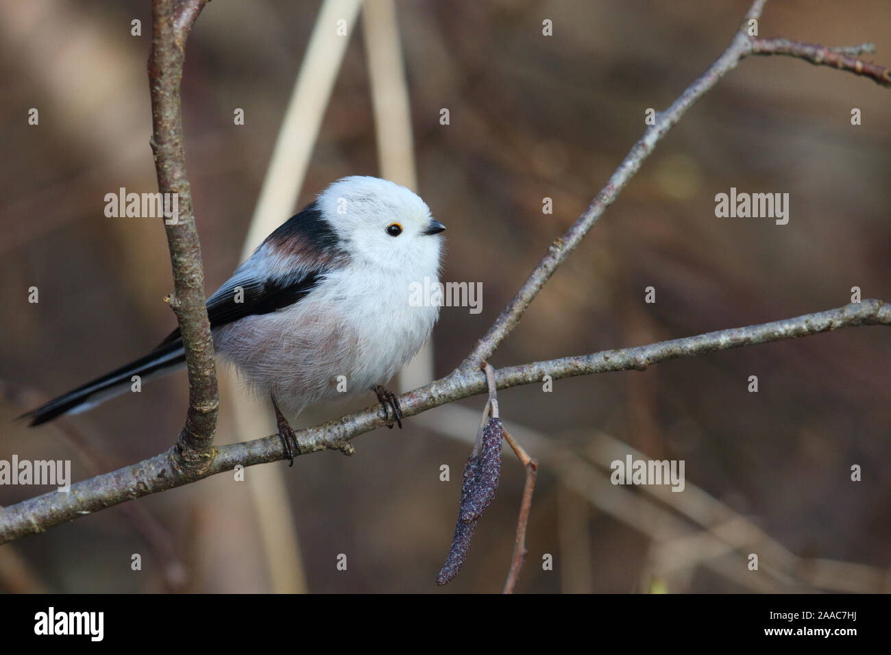 Mésange à longue queue (Aegithalos caudatus), Europe Banque D'Images