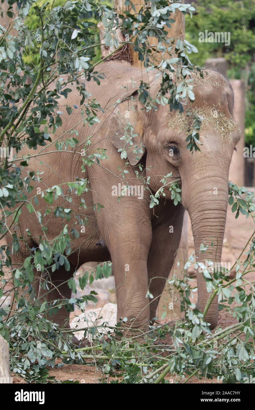 Les femmes, de l'éléphant d'Asie (Elephas maximus) Thi Banque D'Images