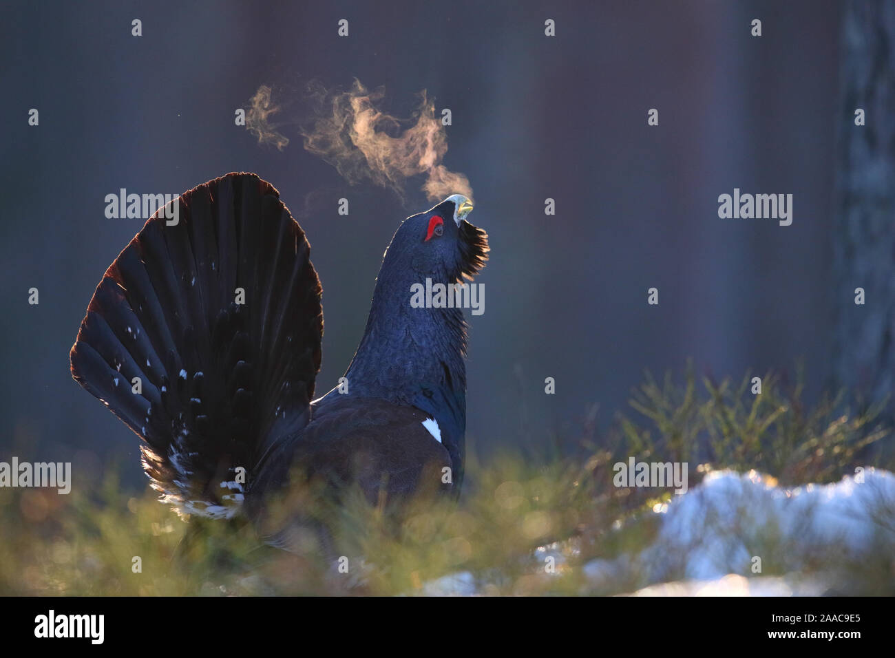 Homme grand tétras (Tetrao urogallus) affichage dans forêt de pins avec souffle visible dans l'air froid, le sud de l'Estonie, Tallinn Banque D'Images