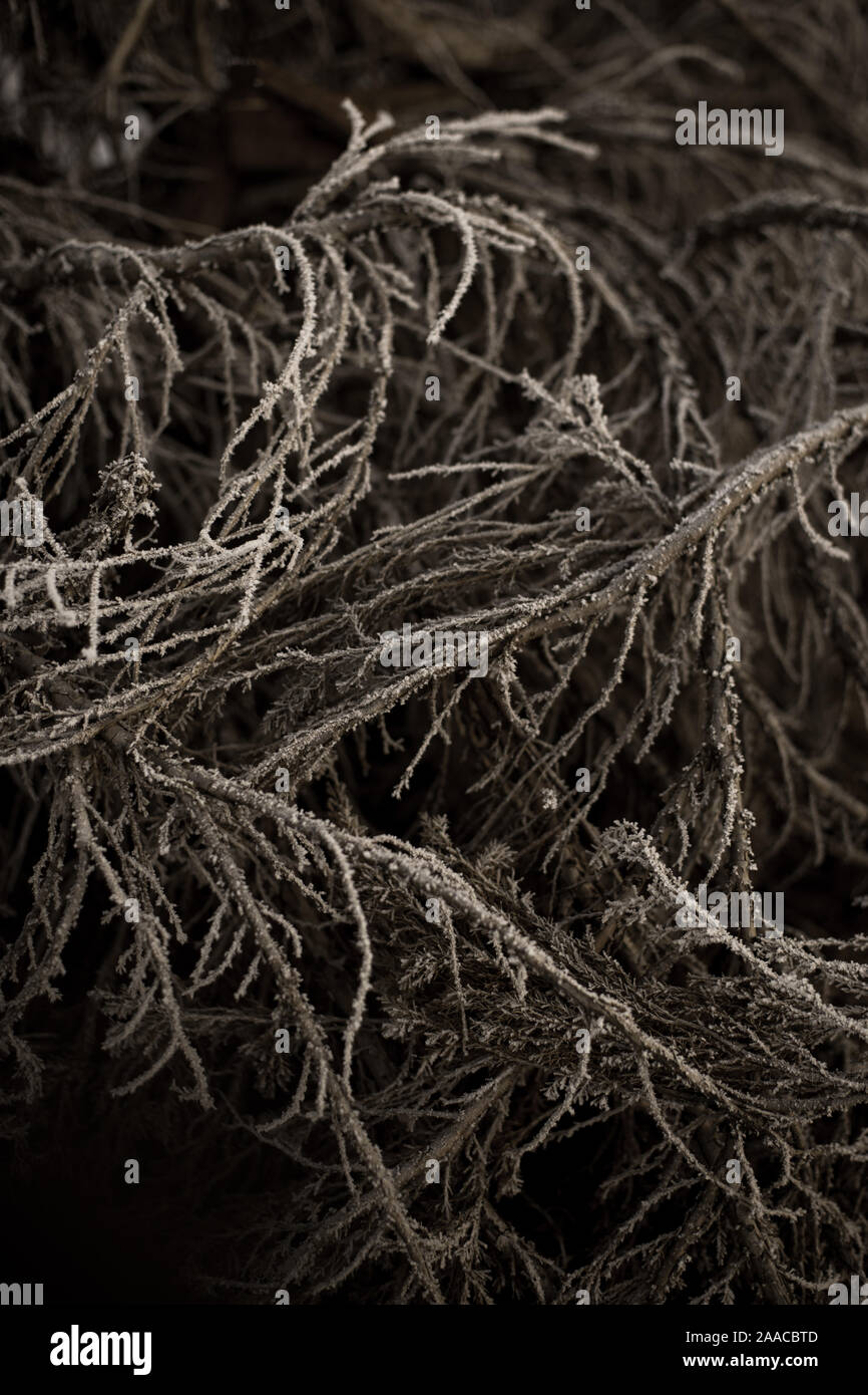 Texture - branches et racines dans l'humeur sombre de nuances. Banque D'Images