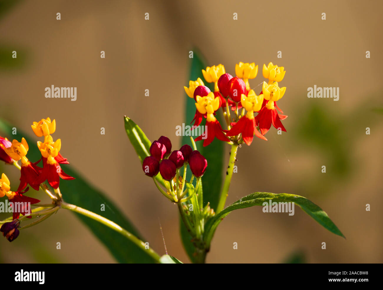 Fleurs jaune et rouge de sang, Fleur Asclepias curassavica, avec l'araignée jaune, California, USA Banque D'Images