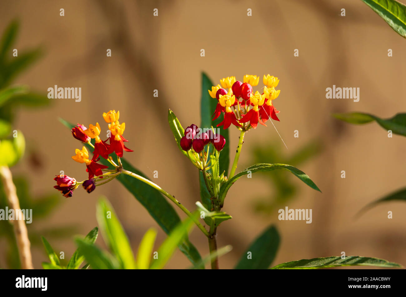 Fleurs jaune et rouge de sang, Fleur Asclepias curassavica, avec l'araignée jaune, California, USA Banque D'Images