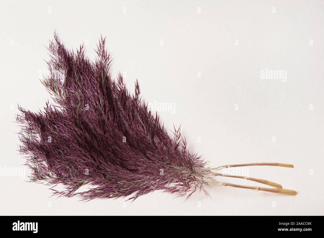 Bouquet de roseaux roseaux brun violet sur fond de papier Banque D'Images