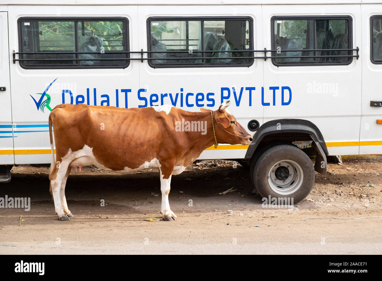 Vache debout à côté d'un bus blanc à Trichy, Tamil Nadu, Inde. Banque D'Images