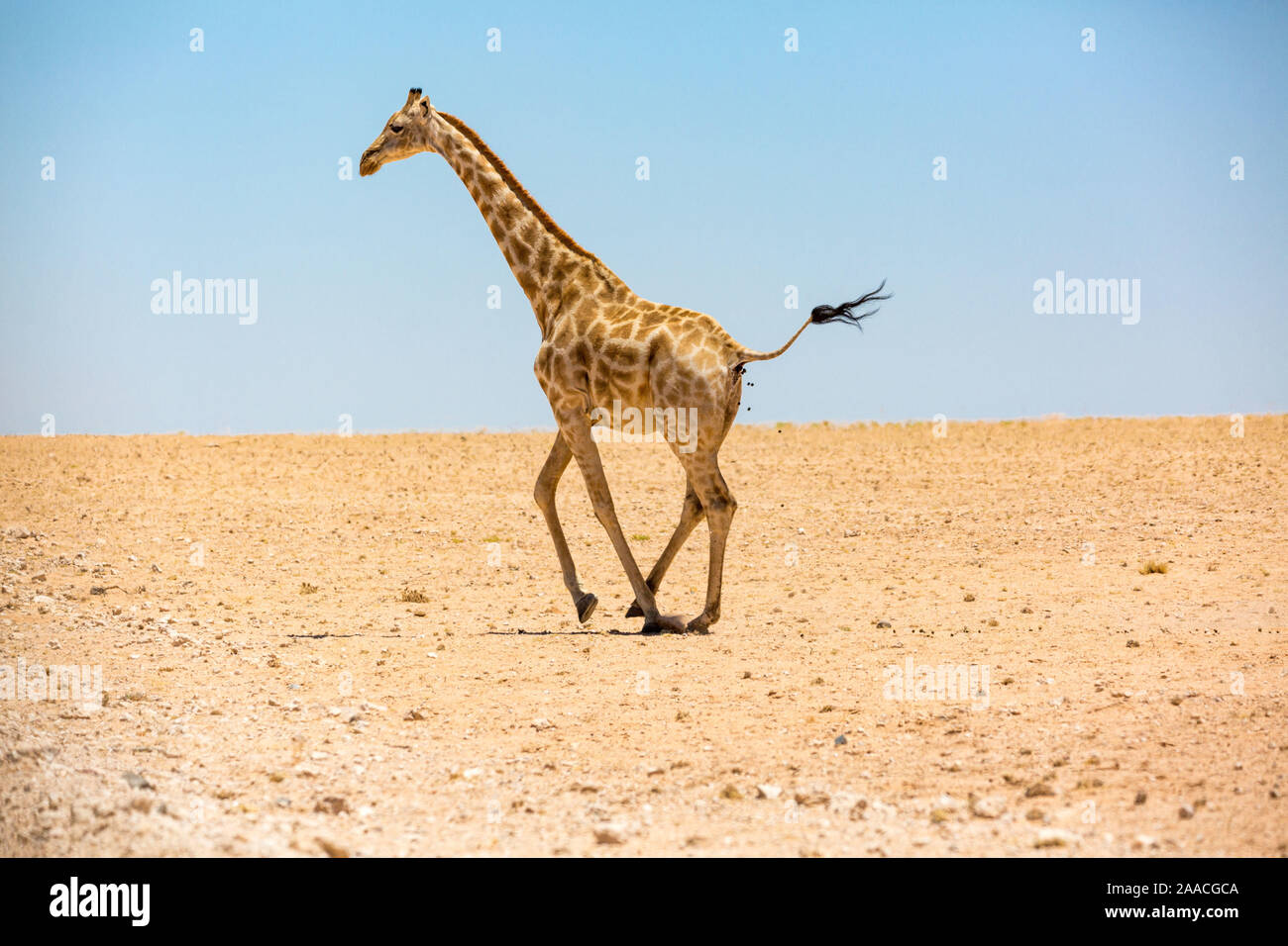 L'exécution d'une girafe et un désert plat désert de pierre, la Namibie, l'Afrique Banque D'Images