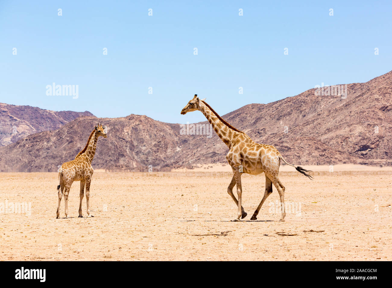 Girafe marchant à sa progéniture, désert du Namib avec montagnes rocheuses, la Namibie, l'Afrique Banque D'Images
