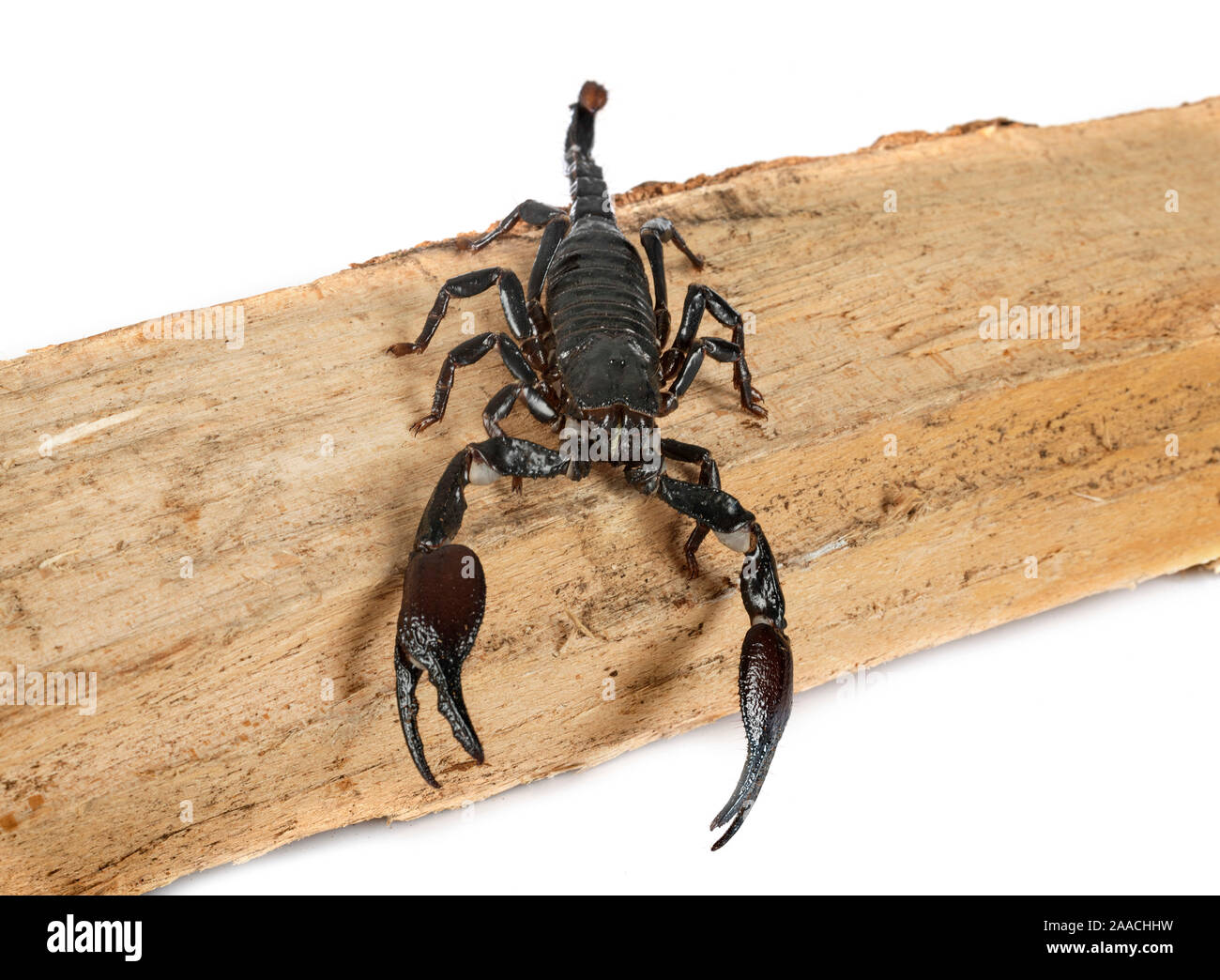 Heterometrus spinifer in front of white background Banque D'Images