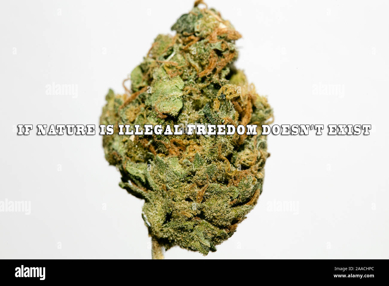 Texte citation sur le cannabis avec Super Lemon Haze bud cinquante macro mégapixels Banque D'Images