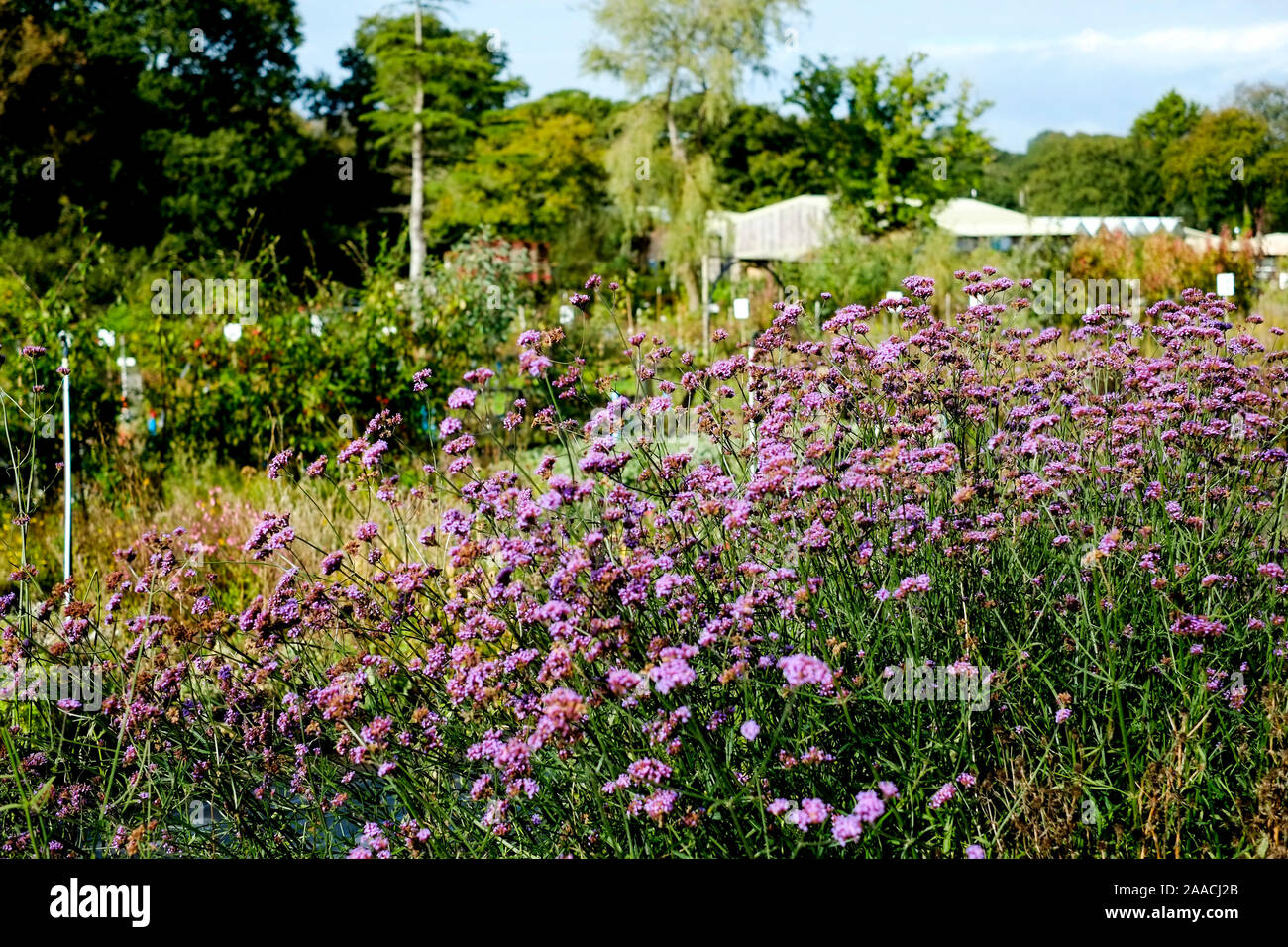 Verbena bonariensis verveine Purpletop poussant dans un "centre de jardin. Banque D'Images