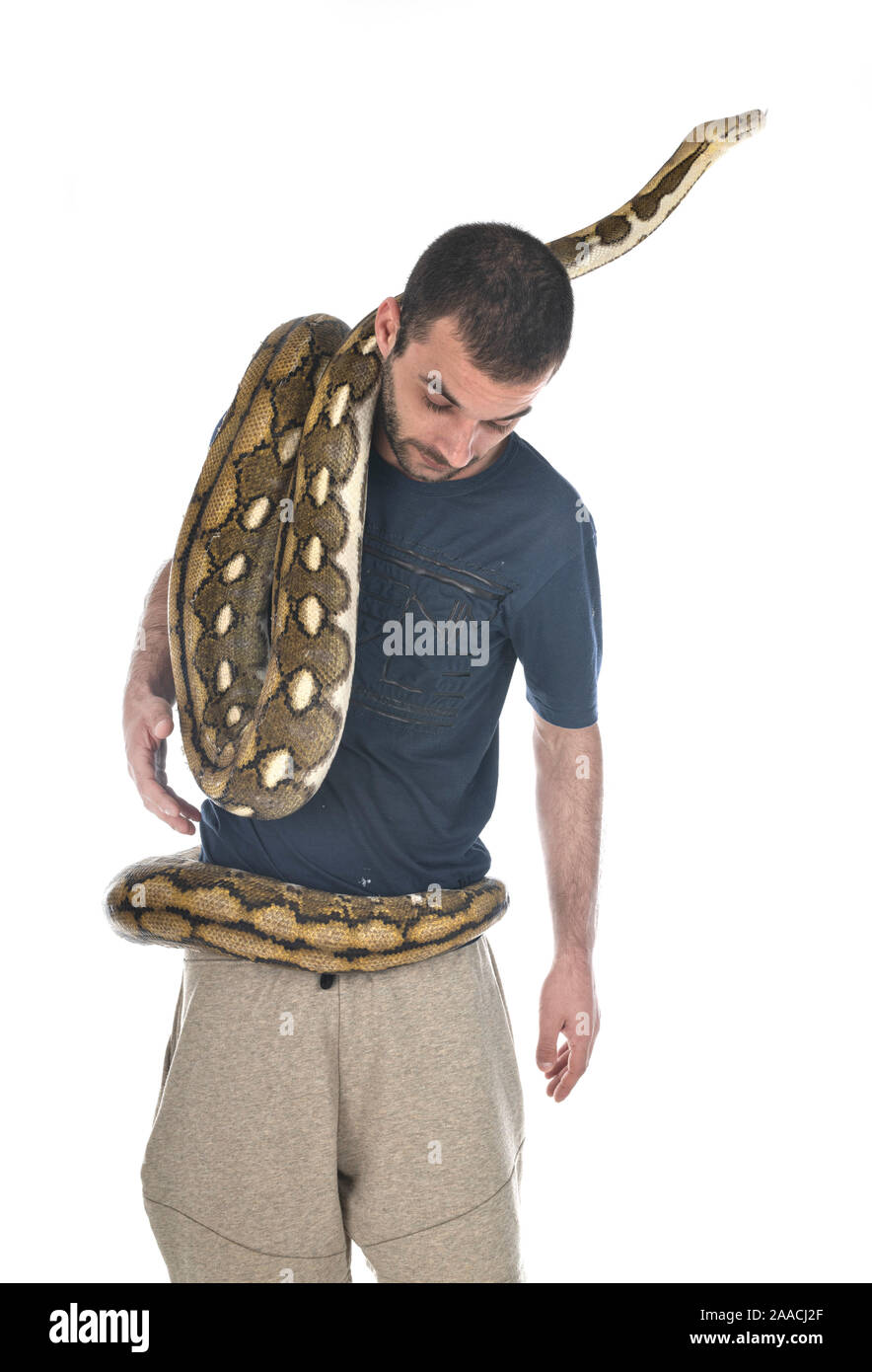 Python réticulé in front of white background Banque D'Images
