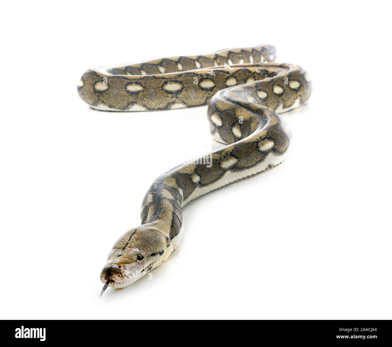 Python réticulé in front of white background Banque D'Images