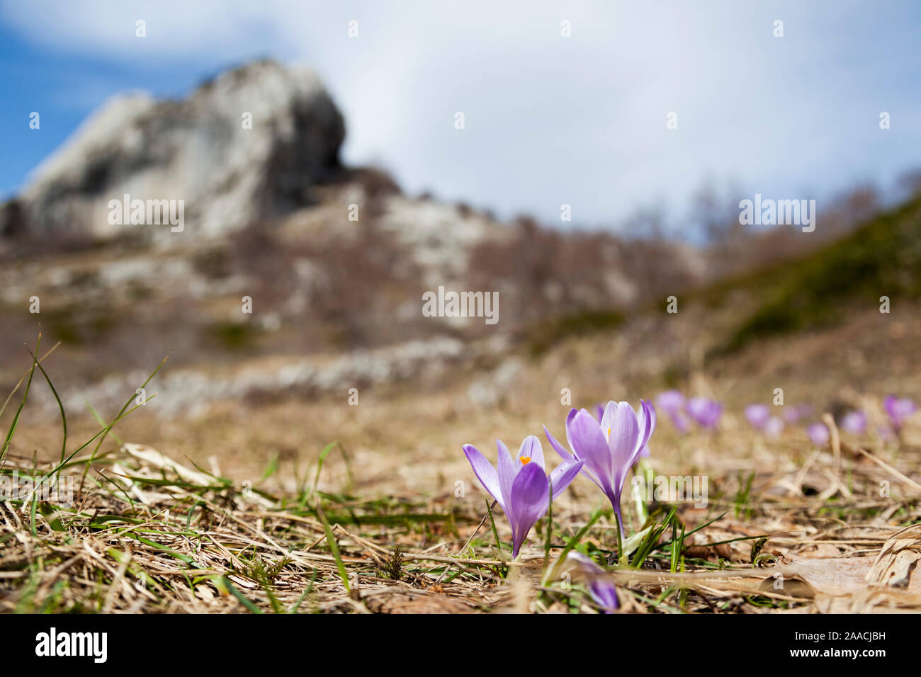 Crocus vernus (Printemps, Crocus Crocus géant de la montagne du Velebit au début du printemps Banque D'Images