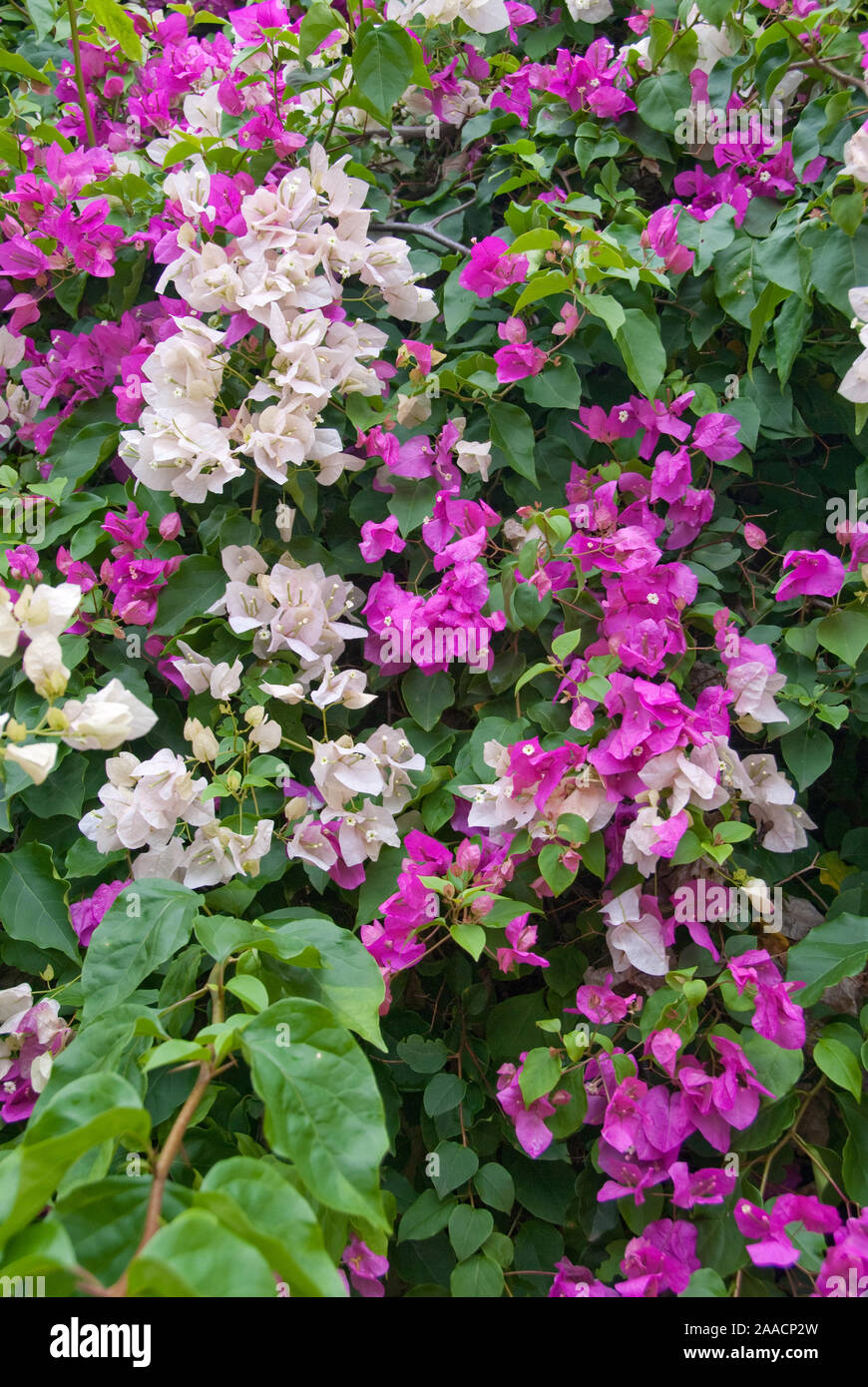 Drillingsblume (Bougainvillea glabra) Banque D'Images