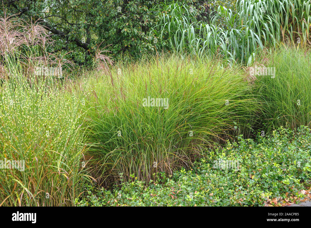 ‰Sergarten Chinaschilf, Gr (Miscanthus sinensis 'Gracillimus'), Stachelschweingras (Miscanthus sinensis 'Strictus'), Riesen-Chinaschilf ◊ Miscanthus ( Banque D'Images