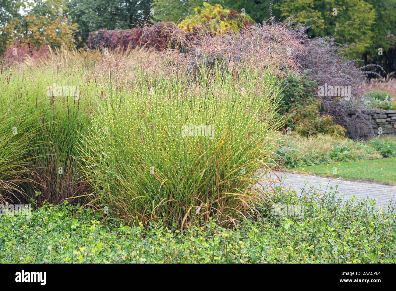 ‰Sergarten Stachelschweingras, Gr (Miscanthus sinensis 'Strictus'), Chinaschilf (Miscanthus sinensis 'Gracillimus') Banque D'Images