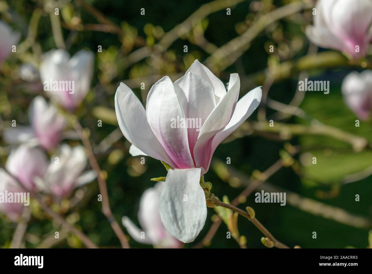 Tulpen-Magnolie (Magnolia × soulangeana) Banque D'Images