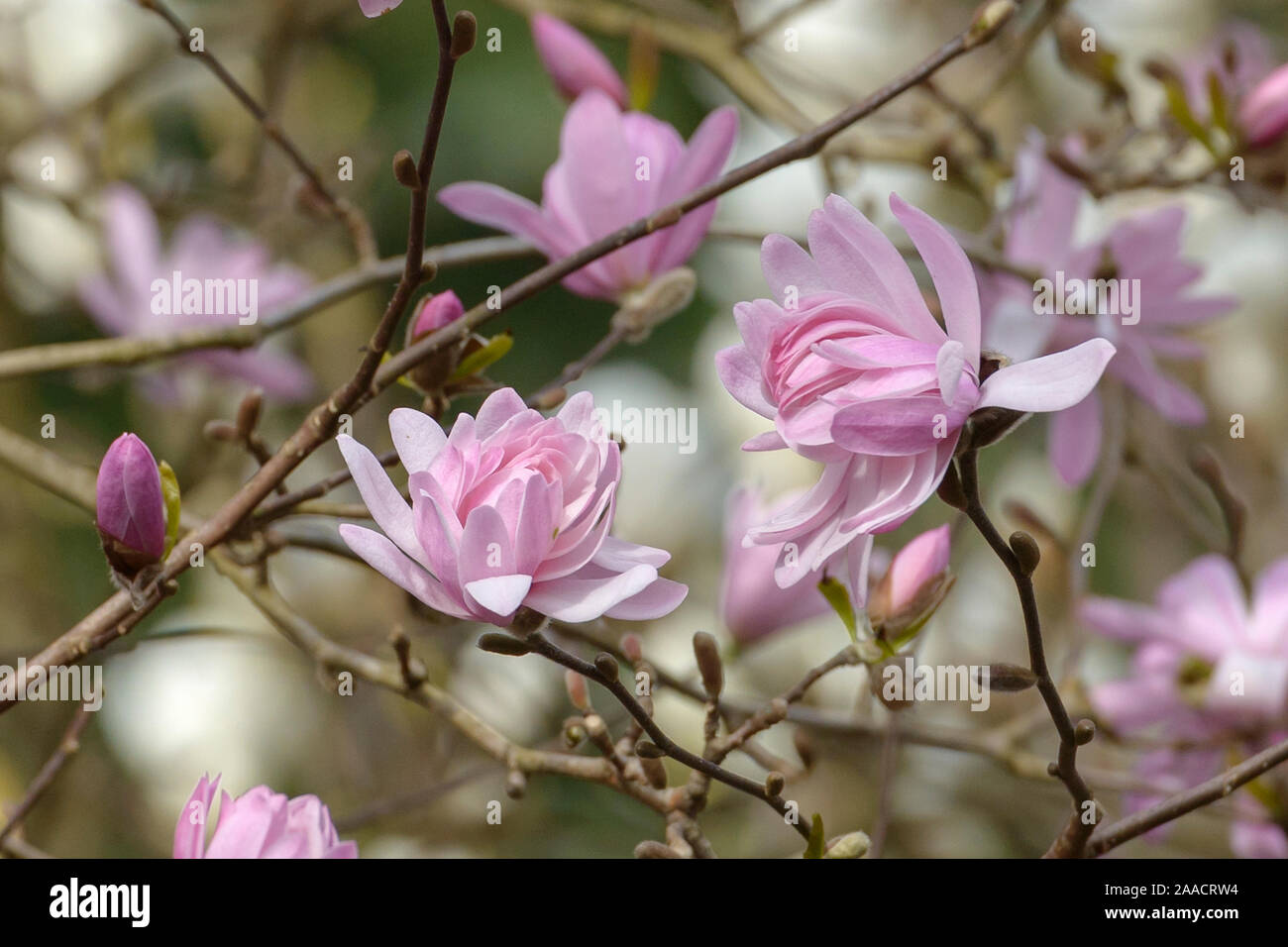 Rosa (Stern-Magnolie Magnolia stellata 'Rosea') Banque D'Images