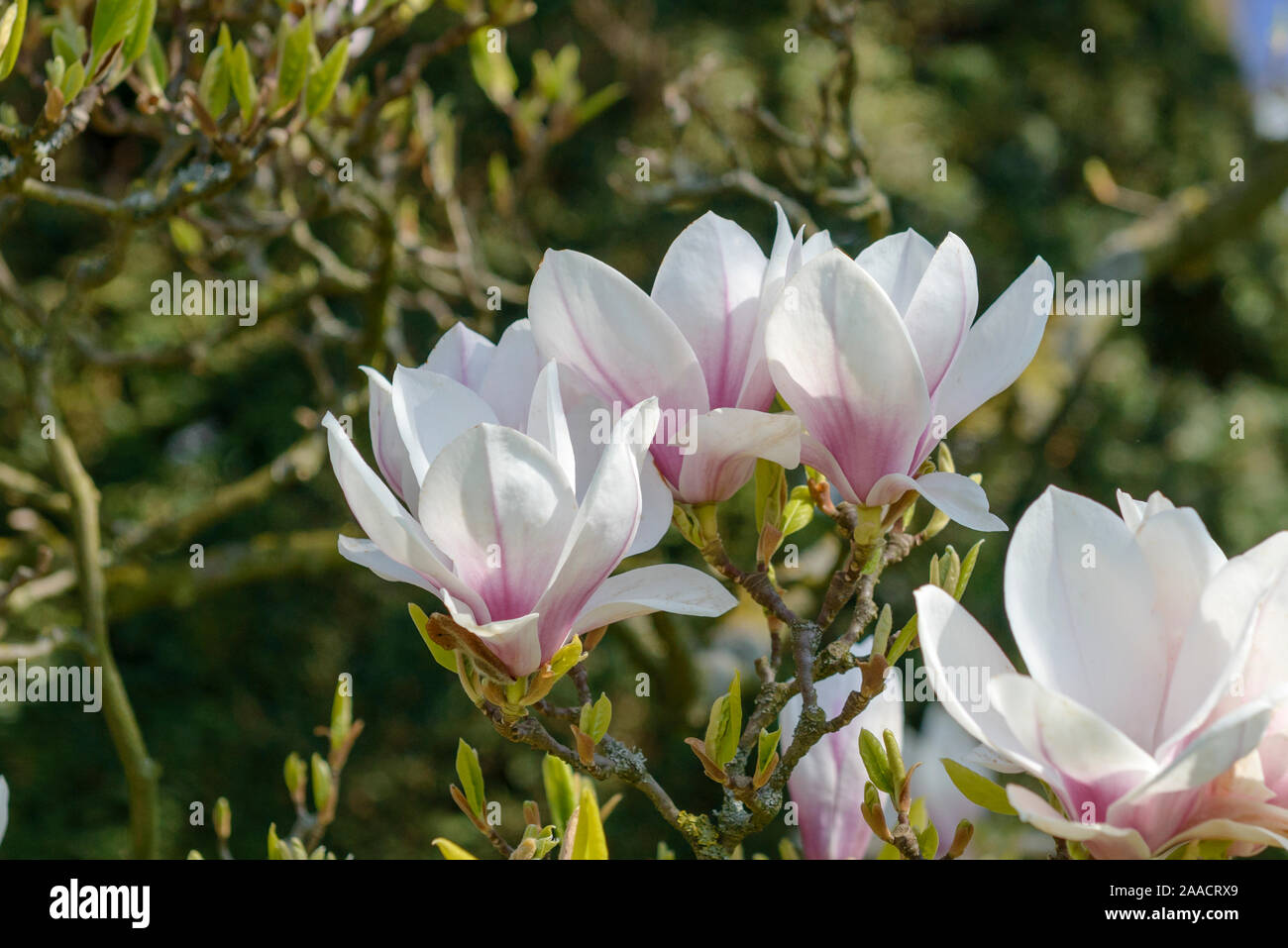 Tulpen-Magnolie (Magnolia × soulangeana) Banque D'Images