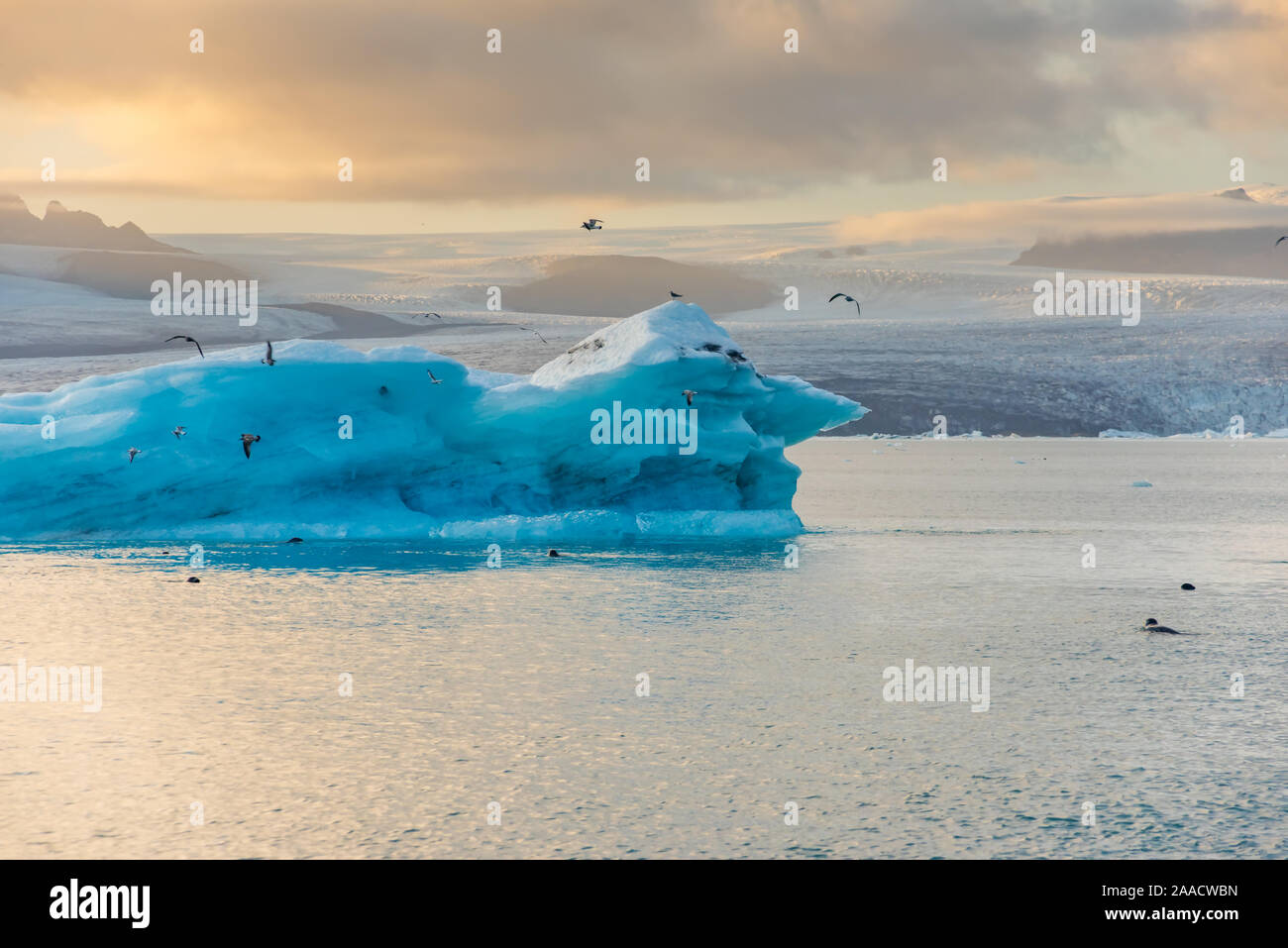 Les icebergs flottant dans la lagune du glacier Jökulsárlón lake au coucher du soleil. Grande attraction touristique en Islande Cercle d'or. Banque D'Images