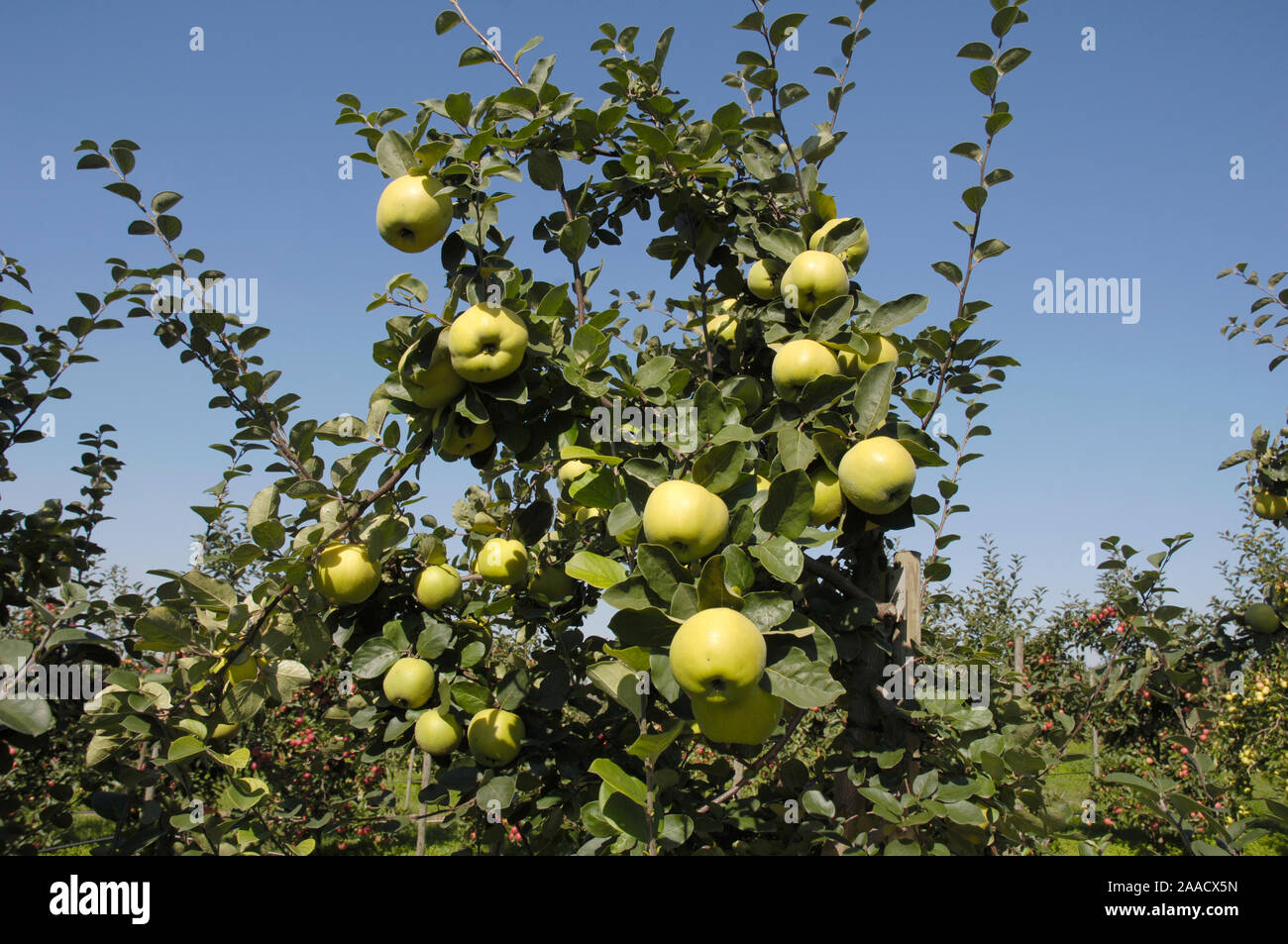 Le coing, les fruits sur l'arbre, 'Konstantinopel' / (Cydonia oblonga) / Quittenfruechte Apfelquitte am Baum, 'Kontstantinopel' / Banque D'Images