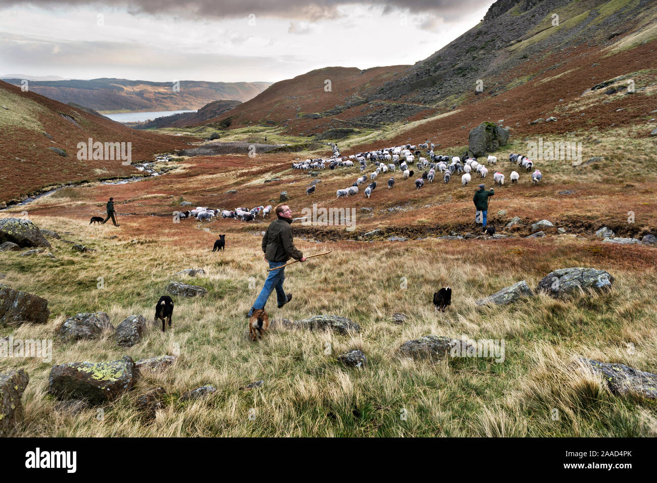 A chuté de recueillir et de moutons Herdwick Swaledale, Coniston, Cumbria, novembre 2019. Une équipe de bergers des troupeaux le troupeau vers le bas du village de Coniston. Banque D'Images