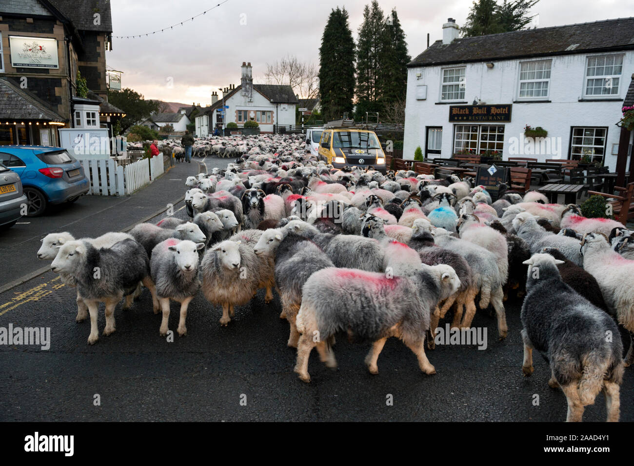 A chuté de recueillir et de moutons Herdwick Swaledale, Coniston, Cumbria, novembre 2019. Les moutons sont ramenés à la ferme à travers la rue du village. Banque D'Images