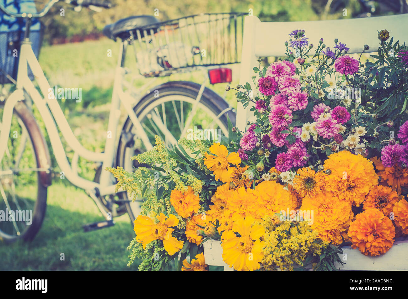 Bouquet de fleurs d'automne sur une chaise blanche. Vélo rétro flou en arrière-plan, vintage photo. Banque D'Images
