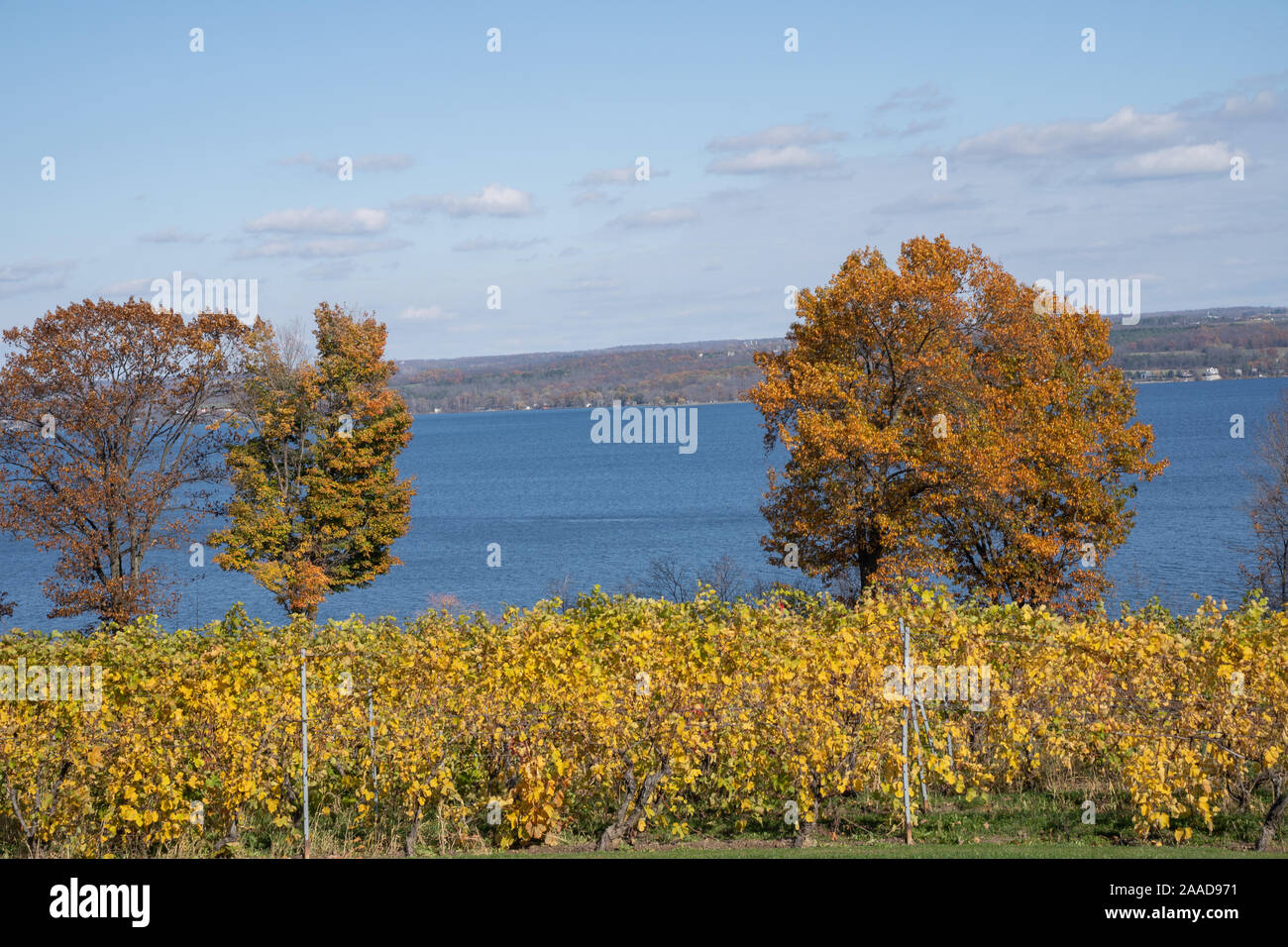 Automne feuillage au vignoble de Finger Lakes. Banque D'Images