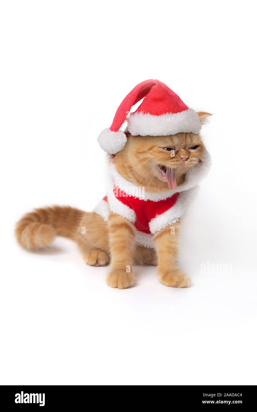 Chat Scottish Fold Porter Du Rouge Costume Pere Noel Assis Et Montrer Les Dents Crocs Sur Fond Blanc Photo Stock Alamy