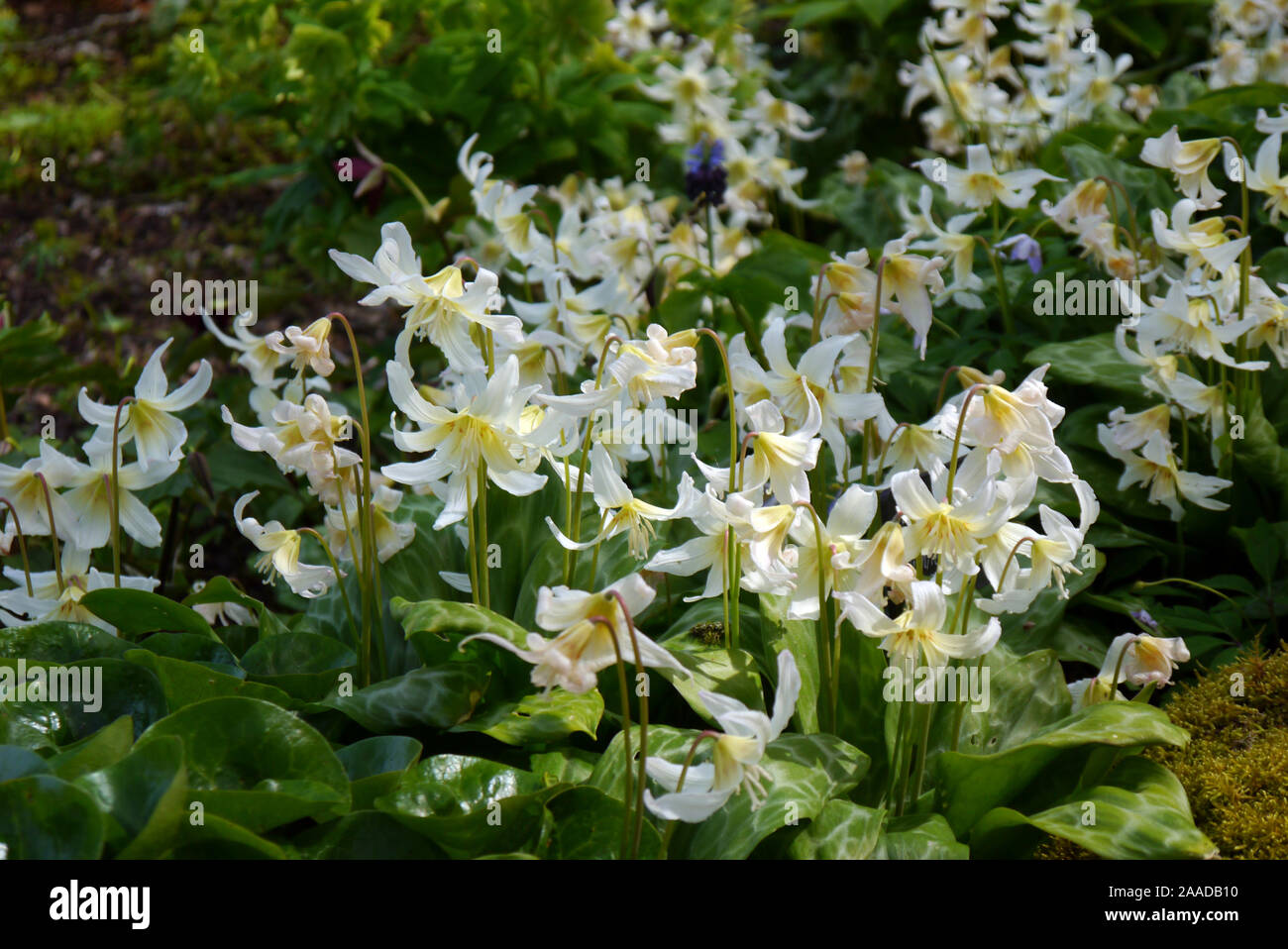 White Erythronium californicum 'White Beauty' (Fawn Lily) Fleurs dans une frontière à RHS Garden Harlow Carr, Harrogate, Yorkshire. Angleterre, Royaume-Uni. Banque D'Images