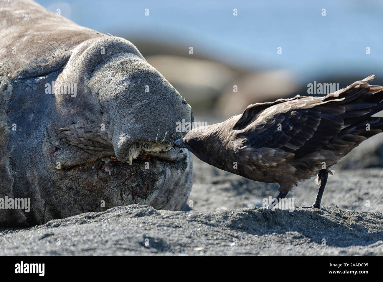 Südlicher See-Elefant (Mirounga leonina) Tierporträt Subantarktikskua,auch mit, Brauner Skua (Stercorarius antarcticus) genannt, Gold Harbour, Südgeor Banque D'Images