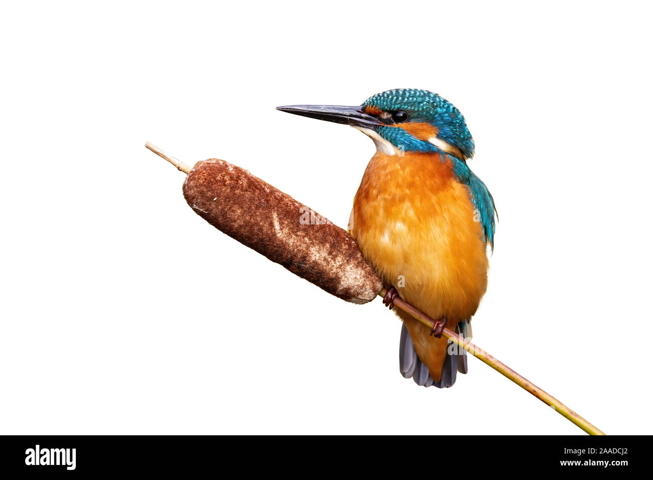 Adultes masculins kingfisher commun assis sur les quenouilles isolé sur fond blanc Banque D'Images Adultes masculins kingfisher commun assis sur les quenouilles isolé sur fond blanc Banque D'Images