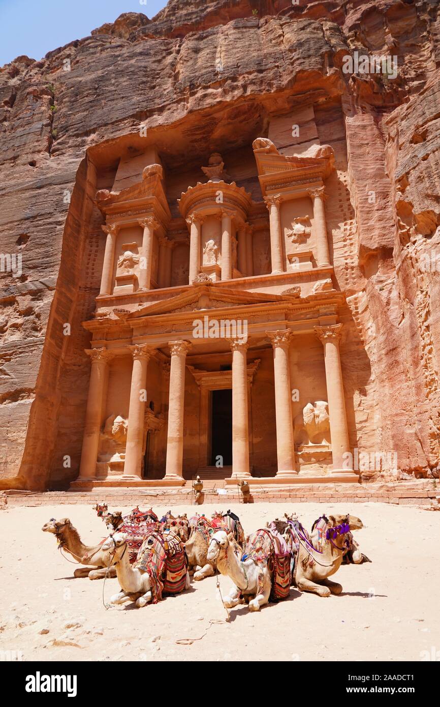 Les chameaux en face d'Al Khazneh Banque D'Images