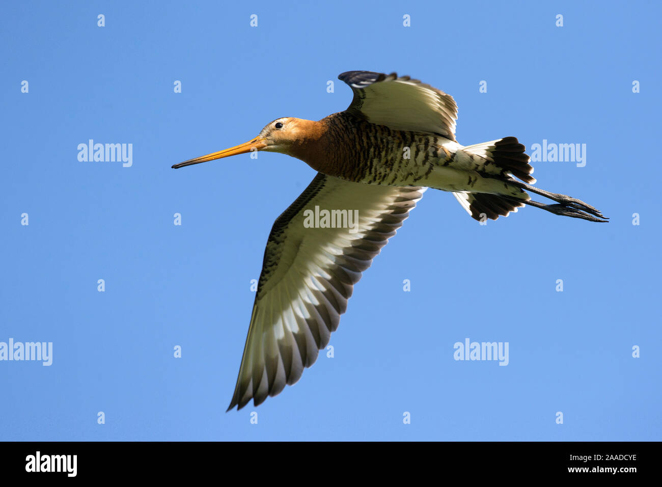 Uferschnepfe, Limosa limosa, Flugaufnahme, blauer Himmel, Banque D'Images