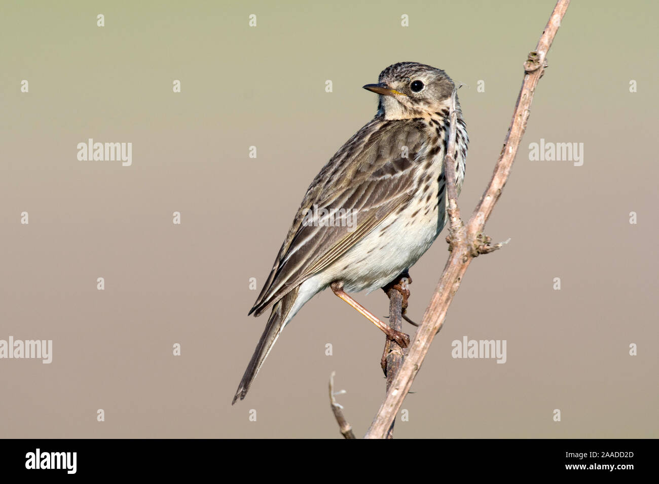 , Anthus pratensis, Wiesenpieper Banque D'Images