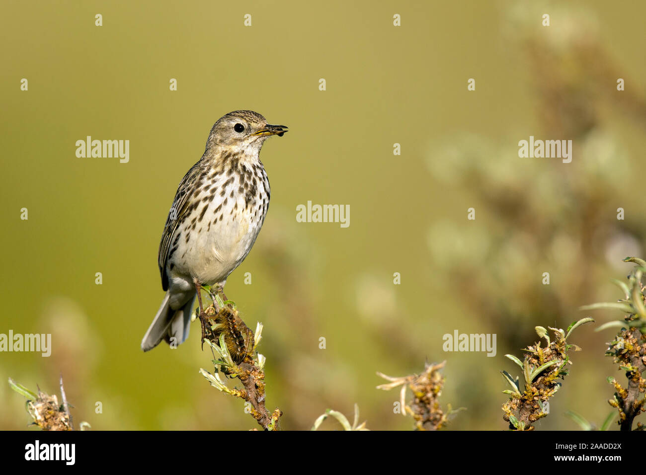 , Anthus pratensis, Wiesenpieper Banque D'Images