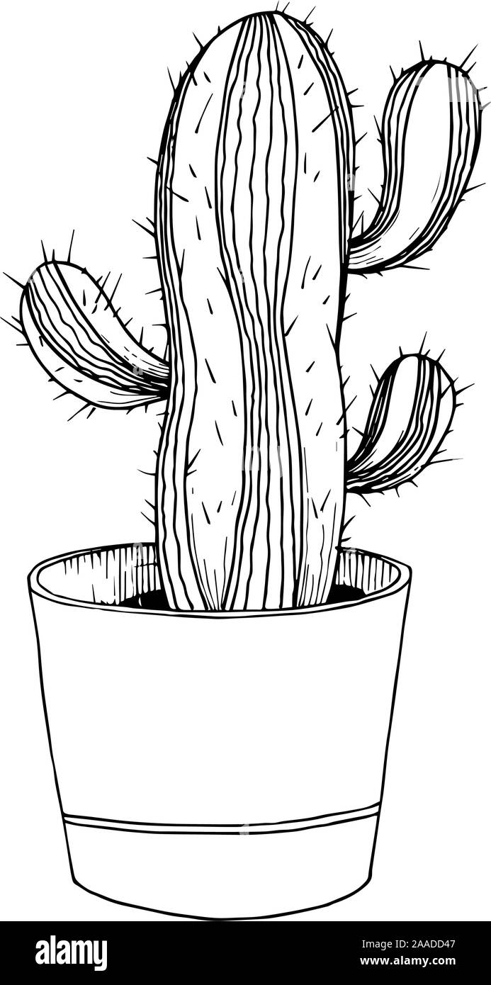 Vector floral fleurs botanique Cacti. Gravée en noir et blanc art encre cactus isolé de l'élément d'illustration. Illustration de Vecteur