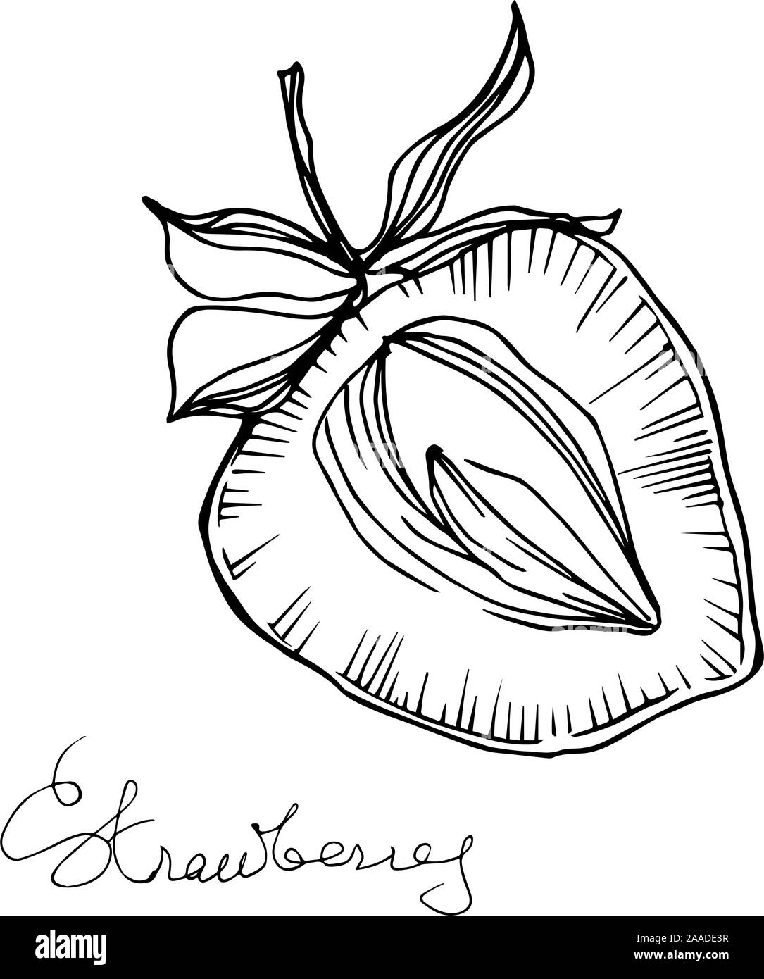 Fraise vecteur d'aliments sains. Gravée en noir et blanc L'art de l'encre. élément illustration berry isolés Illustration de Vecteur