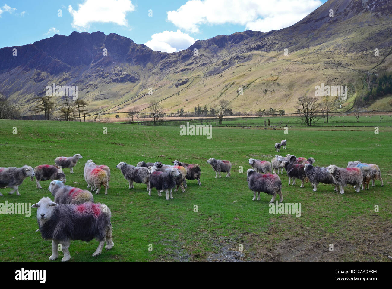 Moutons Herdwick en face de meules, Buttermere, Cumbria Banque D'Images