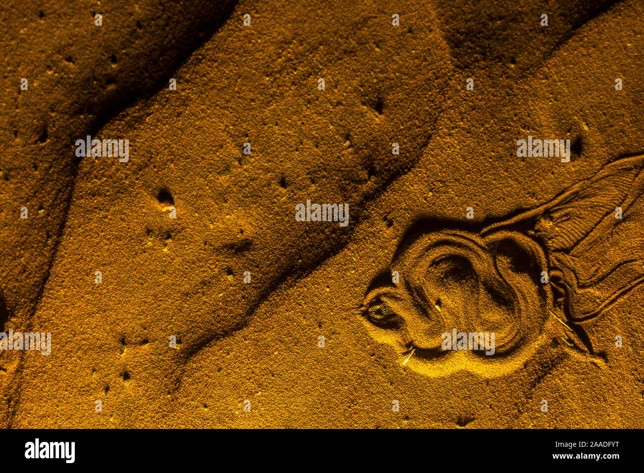 Sahara Sand Viper (Cerastes vipera) en attente d'embuscade proies la nuit, à moitié enfoui sous le sable avec seulement la tête visible, Western Sahara. Banque D'Images