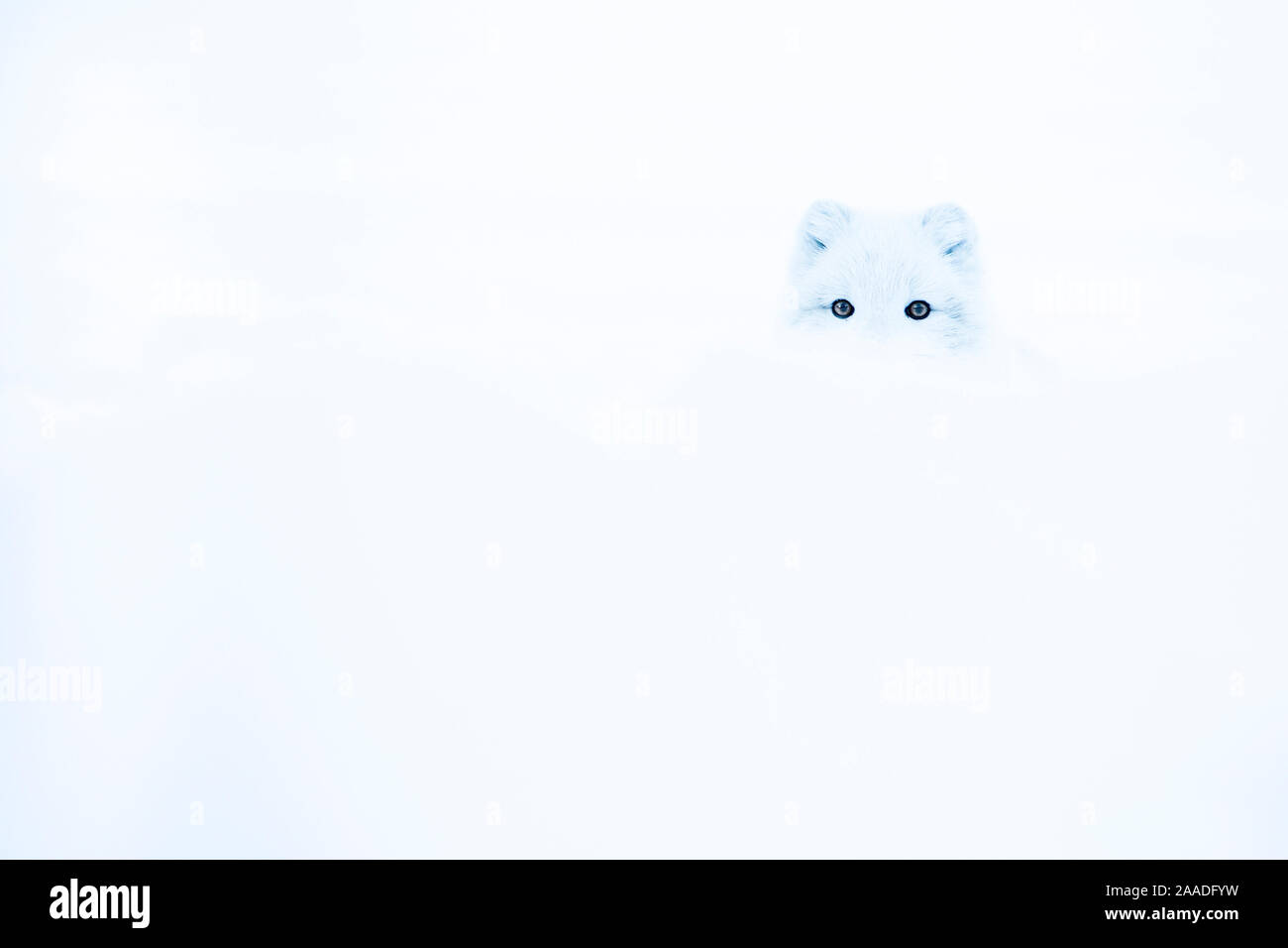 Le renard arctique (Vulpes lagopus) bien camouflée dans la neige, de l'Islande. Banque D'Images