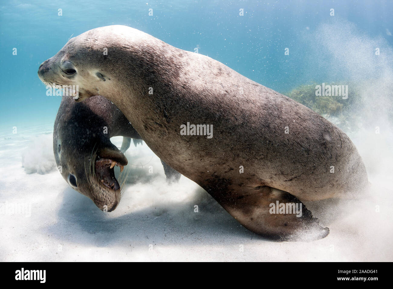 Deux lions de mer australiens mâles matures (Neophoca cinerea) jouer les combats. Carnac Island, Australie occidentale. Banque D'Images