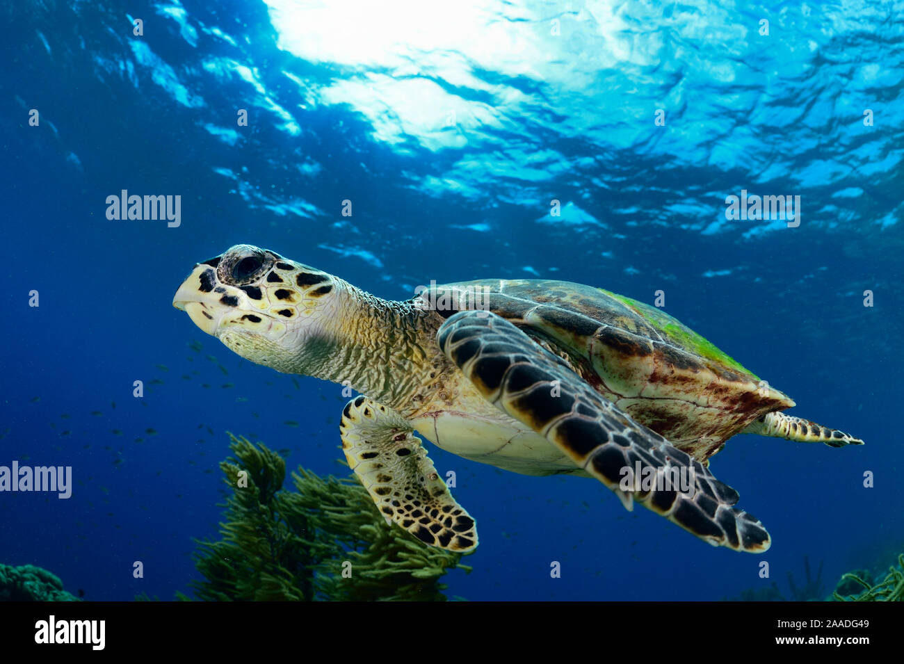 La tortue imbriquée (Eretmochelys imbricata) Bonaire, Antilles néerlandaises sous le vent, dans la région des Caraïbes, Antilles néerlandaises Banque D'Images