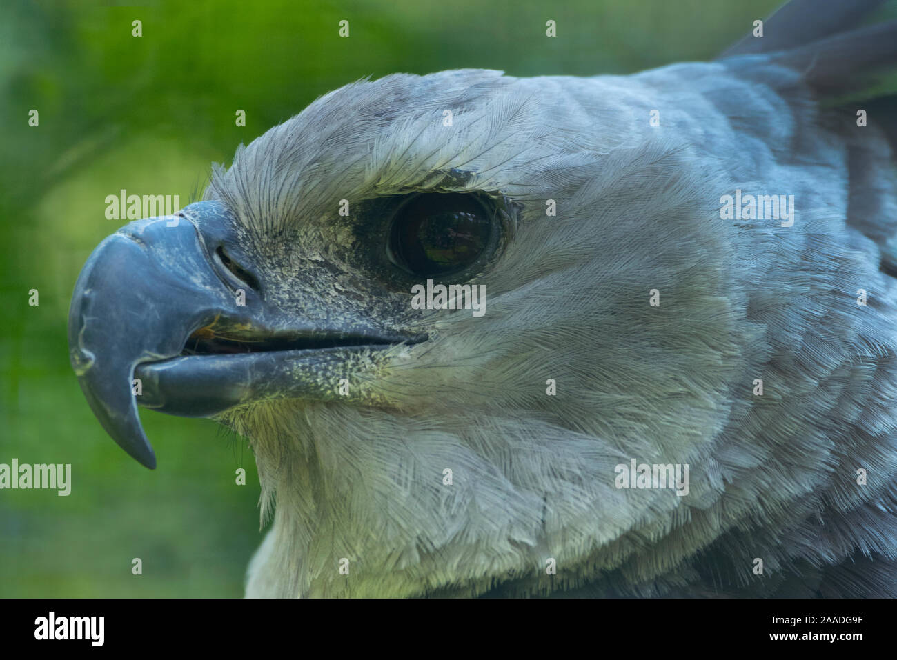 (Harpia harpyja harpie) close up tête portrait, captive Banque D'Images