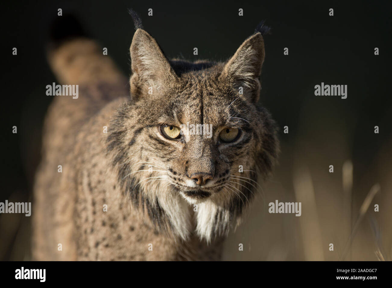 Le lynx ibérique (Lynx pardinus) portrait, Sierra Morena, Espagne Octobre. Banque D'Images