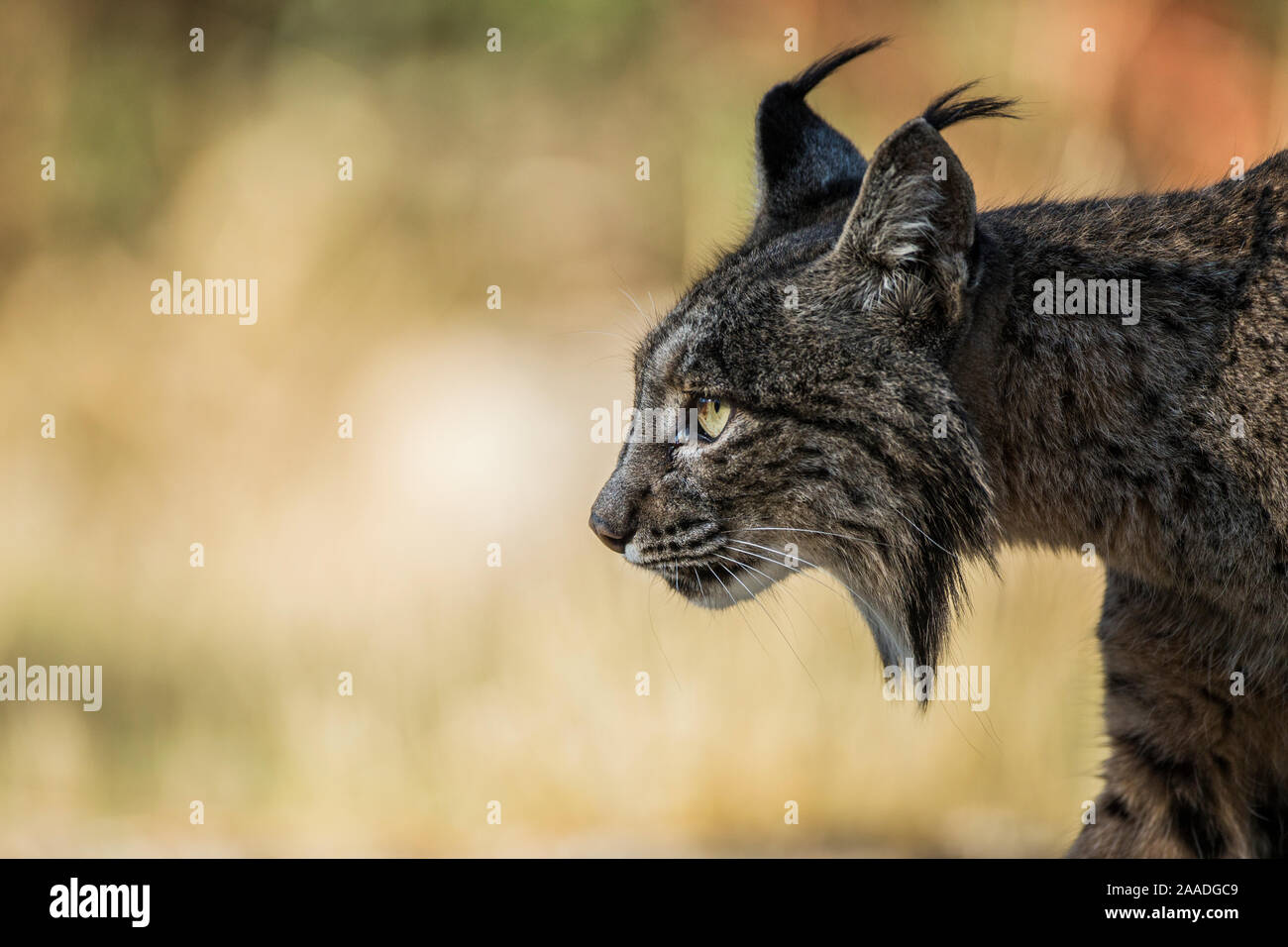 Le lynx ibérique (Lynx pardinus) portrait, Sierra Morena, Espagne Octobre. Banque D'Images