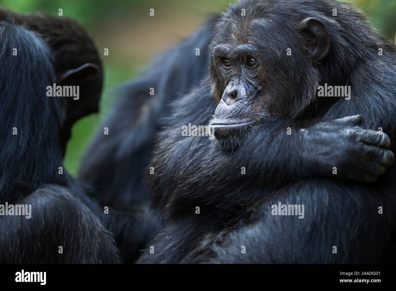 L'Est de chimpanzé (Pan troglodytes) schweinfurtheii mâle alpha 'Ferdinand' âgés de 20 ans portrait. Le Parc National de Gombe, en Tanzanie. Banque D'Images