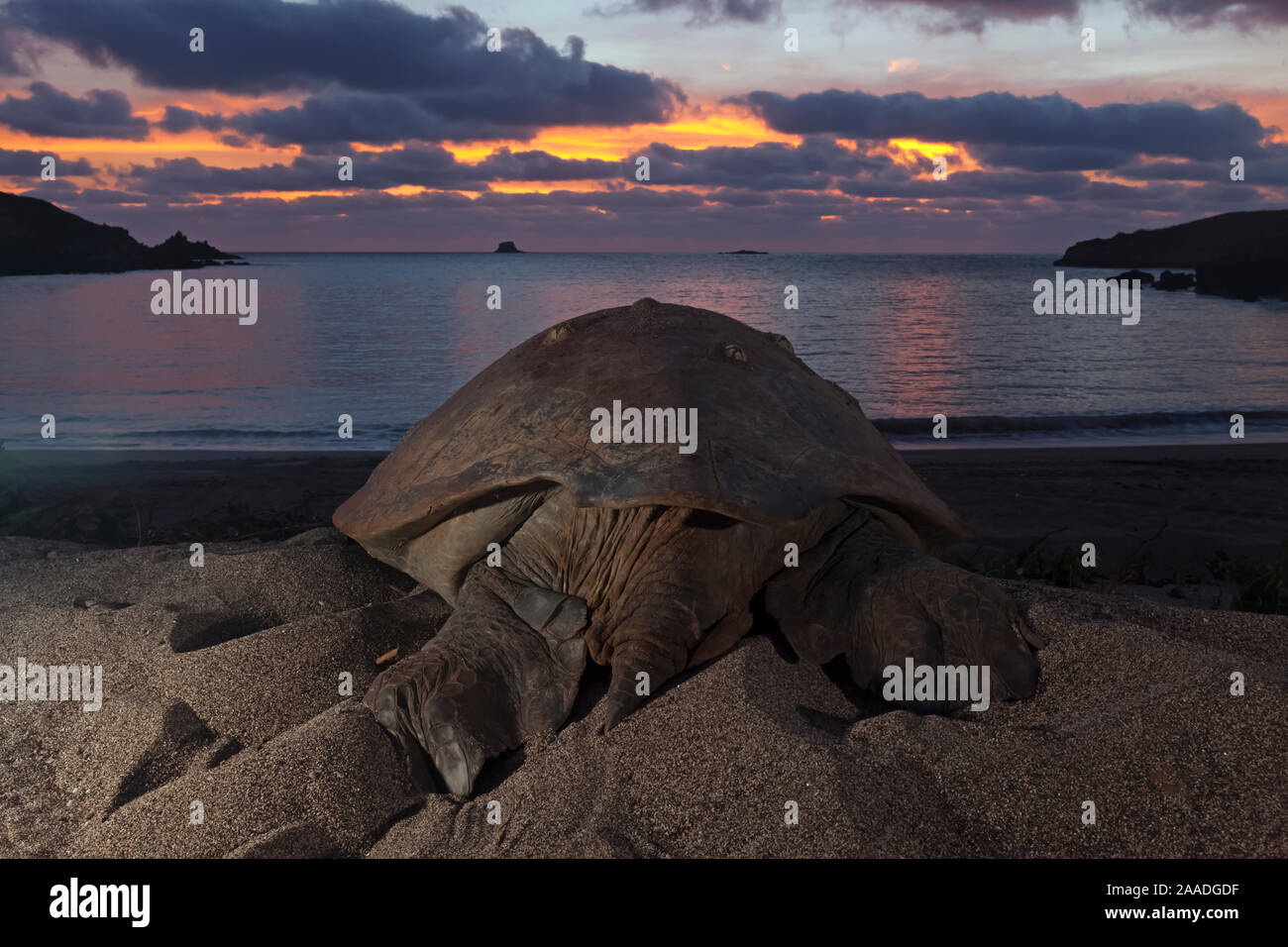 La tortue verte (Chelonia mydas) de retourner à la mer, de l'UICN en danger, l'île Socorro, Réserve de la biosphère de l'archipel de Revillagigedo / Archipel de Revillagigedo Site du patrimoine naturel mondial de l'UNESCO (Socorro Islands), l'océan Pacifique, l'ouest du Mexique, Juillet Banque D'Images