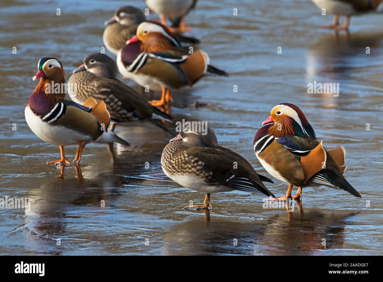 Canard mandarin (Aix galericulata) mâles et femelles sur la glace, Eyeworth étang, parc national New Forest, Hampshire, Angleterre, Royaume-Uni, février 2016. Banque D'Images Canard mandarin (Aix galericulata) mâles et femelles sur la glace, Eyeworth étang, parc national New Forest, Hampshire, Angleterre, Royaume-Uni, février 2016. Banque D'Images
