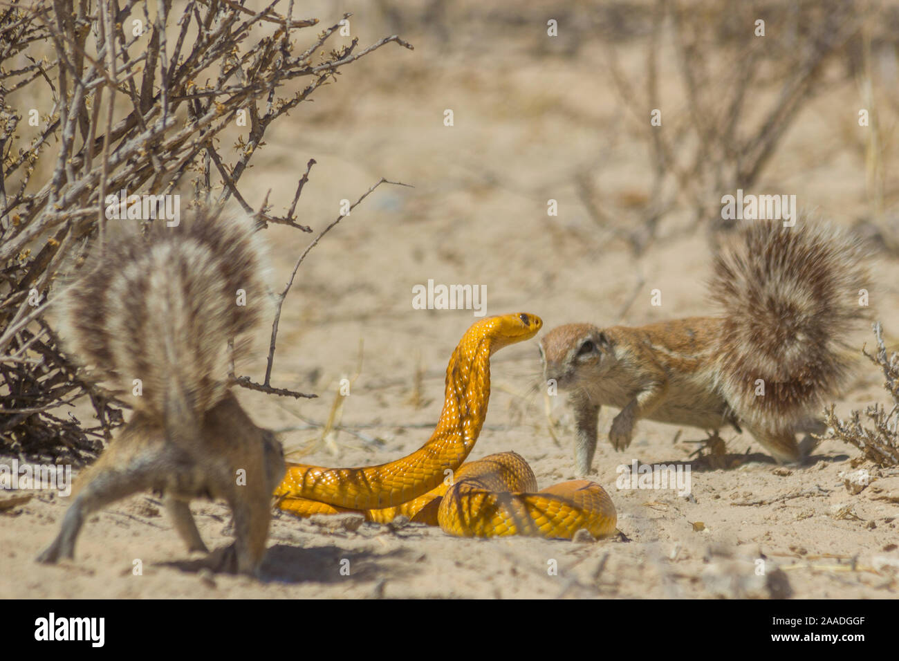 Cape (Ha83 inauris) mobbing un cap (Naja nivea) qui était venu trop près de leur terrier dans le désert du Kalahari, Afrique du Sud. Banque D'Images